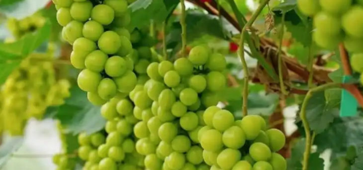 JDB电子·(中国区)试玩平台-JDB电子游戏官网