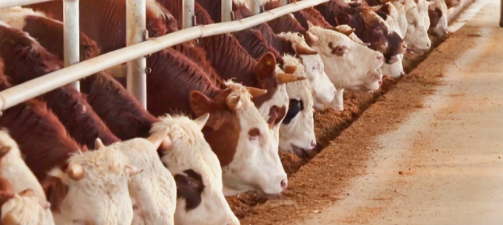 JDB电子·(中国区)试玩平台-JDB电子游戏官网